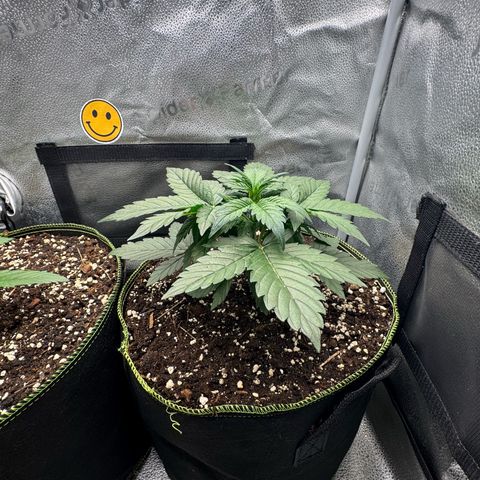 Wedding Cake Auto by Boston ❤️❤️🪴🌱 growlog timeline photo
