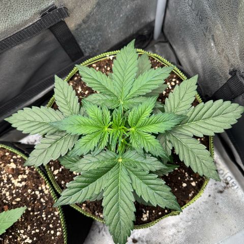 Wedding Cake Auto by Boston ❤️❤️🪴🌱 growlog timeline photo