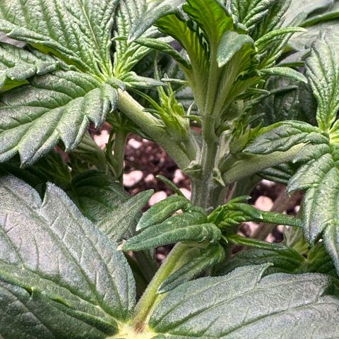 Wedding Cake Auto by Boston ❤️❤️🪴🌱 growlog timeline photo