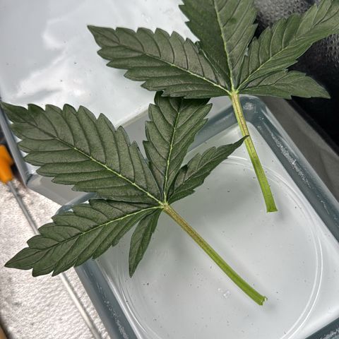 Wedding Cake Auto by Boston ❤️❤️🪴🌱 growlog timeline photo
