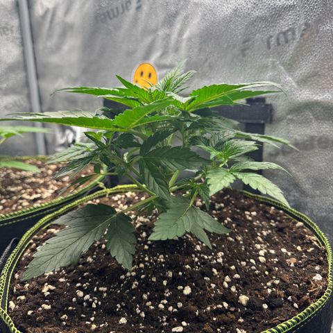 Wedding Cake Auto by Boston ❤️❤️🪴🌱 growlog timeline photo