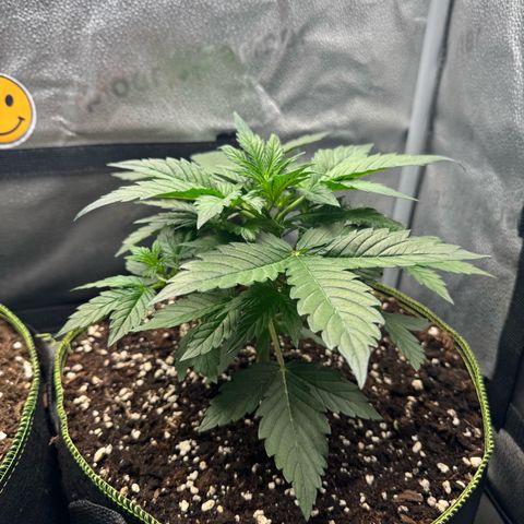 Wedding Cake Auto by Boston ❤️❤️🪴🌱 growlog timeline photo