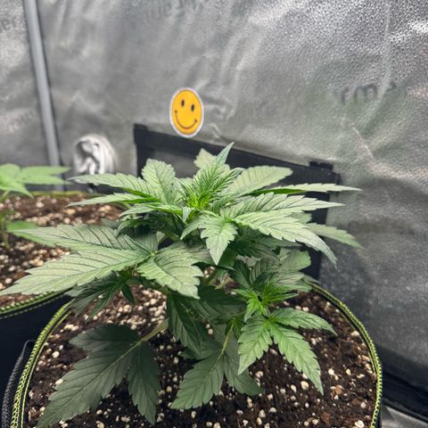 Wedding Cake Auto by Boston ❤️❤️🪴🌱 growlog timeline photo