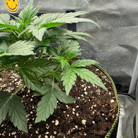 Wedding Cake Auto by Boston ❤️❤️🪴🌱 growlog timeline photo