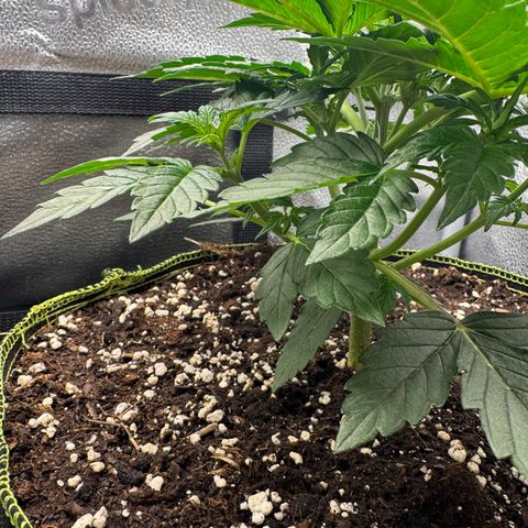 Wedding Cake Auto by Boston ❤️❤️🪴🌱 growlog timeline photo