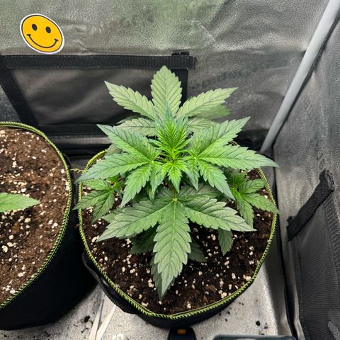 Wedding Cake Auto by Boston ❤️❤️🪴🌱 growlog timeline photo