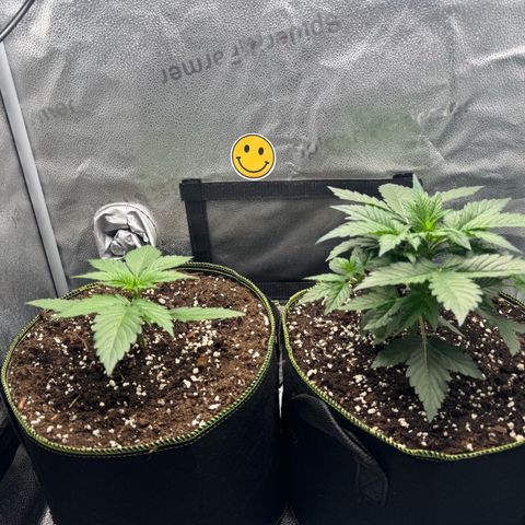 Wedding Cake Auto by Boston ❤️❤️🪴🌱 growlog timeline photo