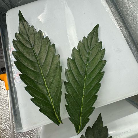Wedding Cake Auto by Boston ❤️❤️🪴🌱 growlog timeline photo