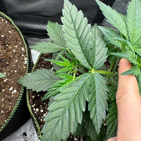 Wedding Cake Auto by Boston ❤️❤️🪴🌱 growlog timeline photo