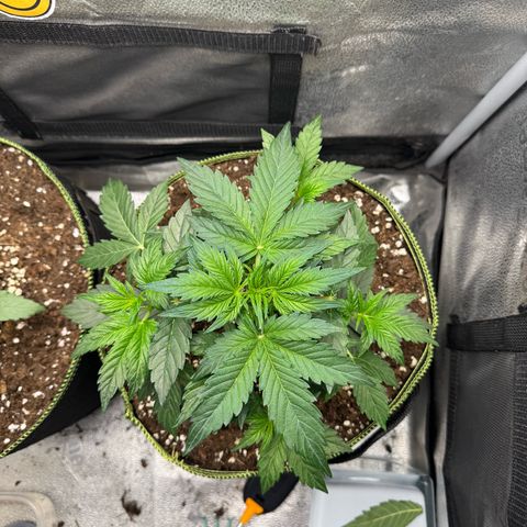 Wedding Cake Auto by Boston ❤️❤️🪴🌱 growlog timeline photo