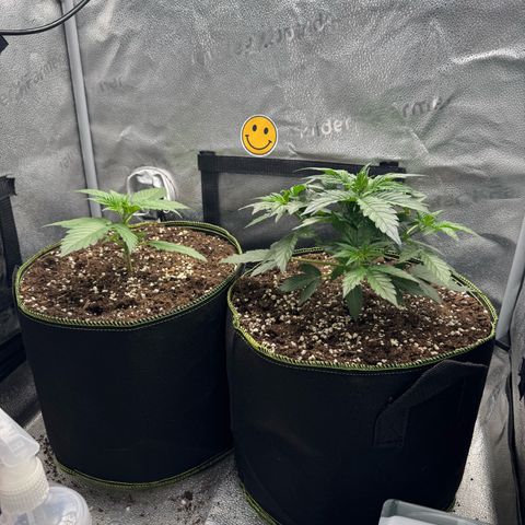 Wedding Cake Auto by Boston ❤️❤️🪴🌱 growlog timeline photo