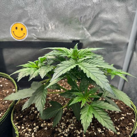 Wedding Cake Auto by Boston ❤️❤️🪴🌱 growlog timeline photo