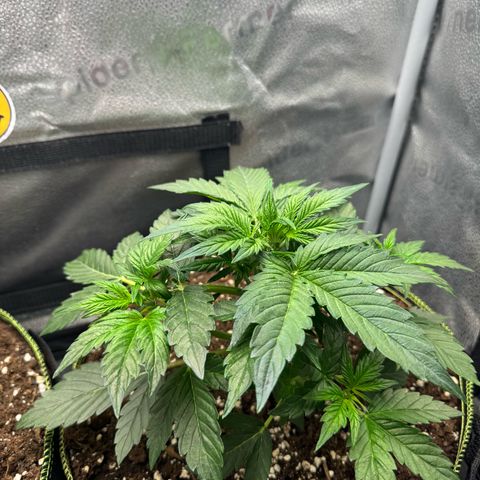 Wedding Cake Auto by Boston ❤️❤️🪴🌱 growlog timeline photo