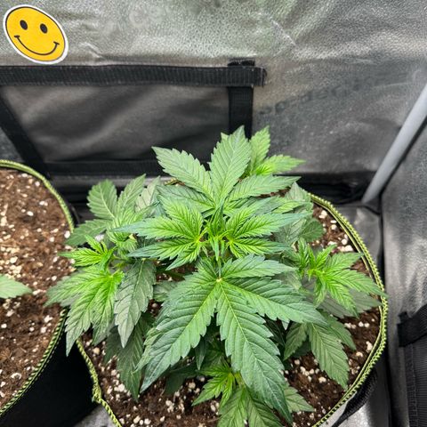 Wedding Cake Auto by Boston ❤️❤️🪴🌱 growlog timeline photo