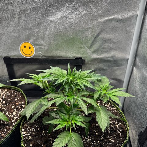 Wedding Cake Auto by Boston ❤️❤️🪴🌱 growlog timeline photo