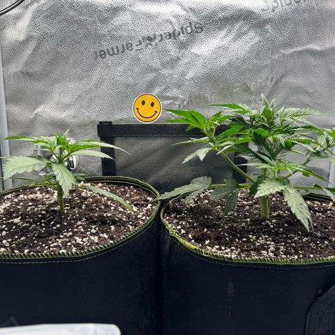 Wedding Cake Auto by Boston ❤️❤️🪴🌱 growlog timeline photo