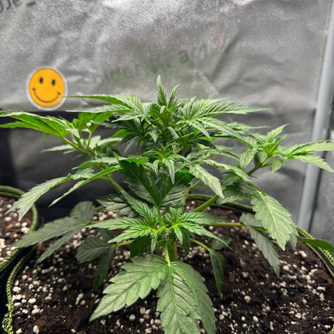 Wedding Cake Auto by Boston ❤️❤️🪴🌱 growlog timeline photo