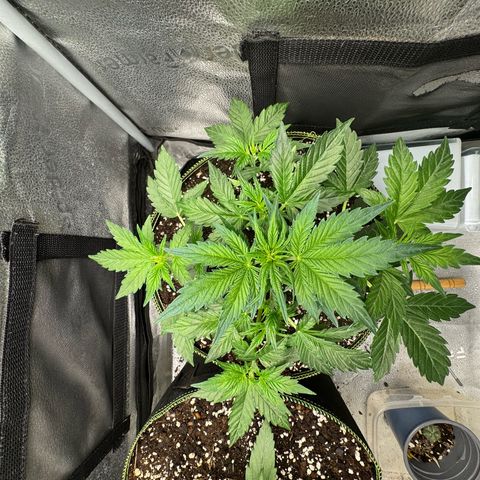 Wedding Cake Auto by Boston ❤️❤️🪴🌱 growlog timeline photo
