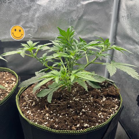 Wedding Cake Auto by Boston ❤️❤️🪴🌱 growlog timeline photo