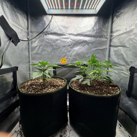 Wedding Cake Auto by Boston ❤️❤️🪴🌱 growlog timeline photo