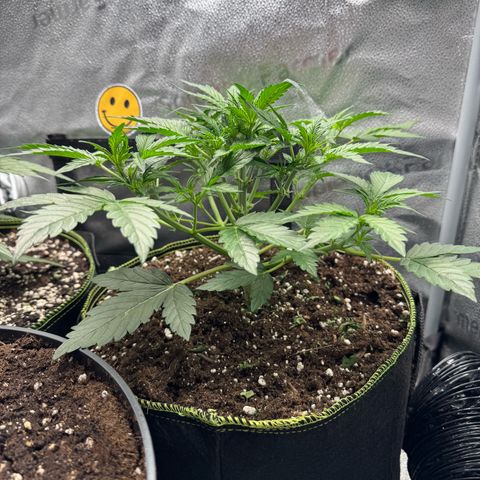 Wedding Cake Auto by Boston ❤️❤️🪴🌱 growlog timeline photo