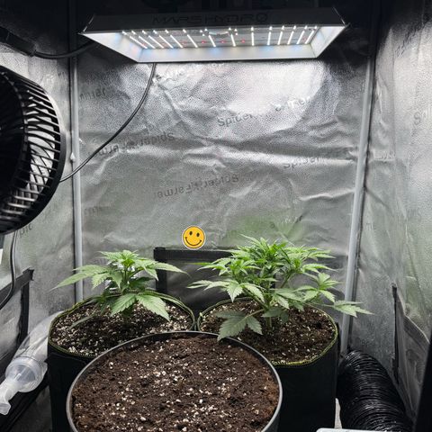 Wedding Cake Auto by Boston ❤️❤️🪴🌱 growlog timeline photo