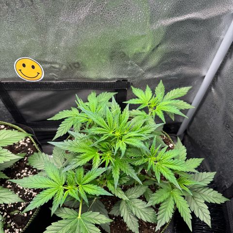 Wedding Cake Auto by Boston ❤️❤️🪴🌱 growlog timeline photo