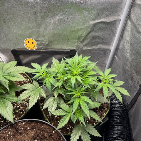Wedding Cake Auto by Boston ❤️❤️🪴🌱 growlog timeline photo