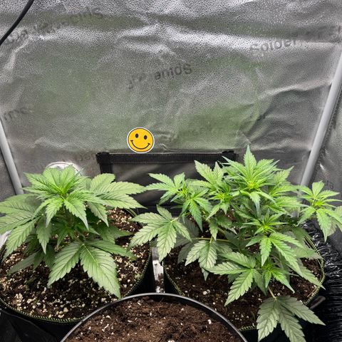 Wedding Cake Auto by Boston ❤️❤️🪴🌱 growlog timeline photo