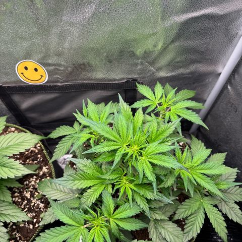 Wedding Cake Auto by Boston ❤️❤️🪴🌱 growlog timeline photo