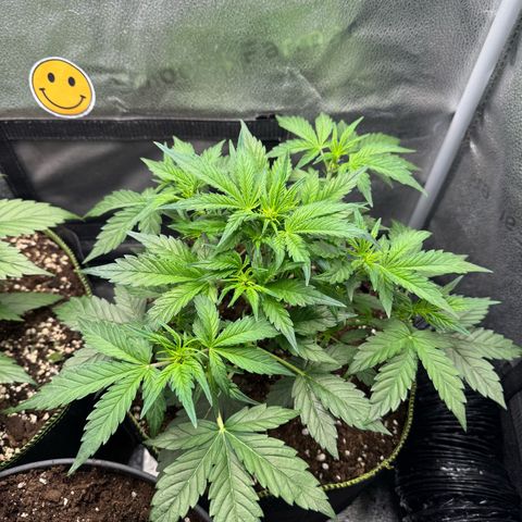 Wedding Cake Auto by Boston ❤️❤️🪴🌱 growlog timeline photo