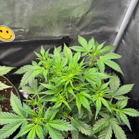 Wedding Cake Auto by Boston ❤️❤️🪴🌱 growlog timeline photo
