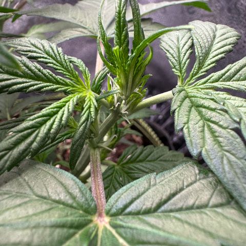 Wedding Cake Auto by Boston ❤️❤️🪴🌱 growlog timeline photo