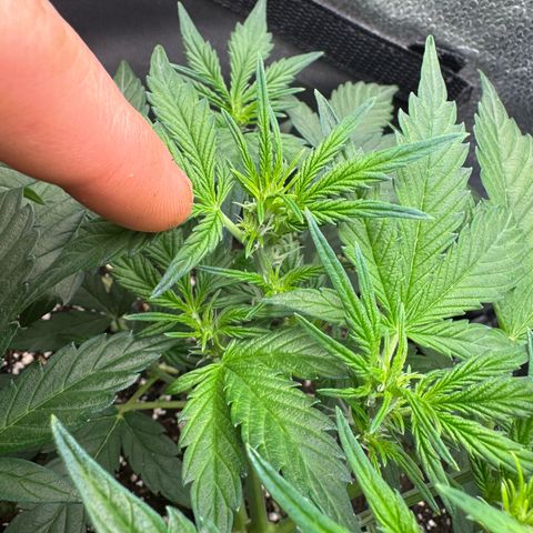 Wedding Cake Auto by Boston ❤️❤️🪴🌱 growlog timeline photo