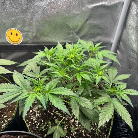Wedding Cake Auto by Boston ❤️❤️🪴🌱 growlog timeline photo