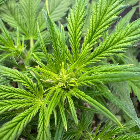 Wedding Cake Auto by Boston ❤️❤️🪴🌱 growlog timeline photo