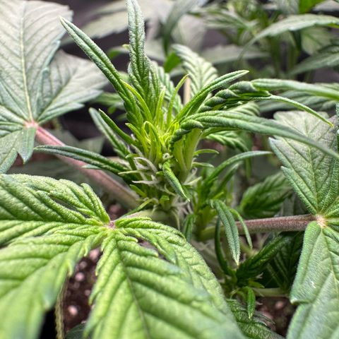 Wedding Cake Auto by Boston ❤️❤️🪴🌱 growlog timeline photo