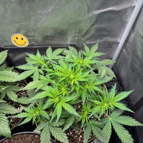 Wedding Cake Auto by Boston ❤️❤️🪴🌱 growlog timeline photo