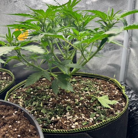 Wedding Cake Auto by Boston ❤️❤️🪴🌱 growlog timeline photo