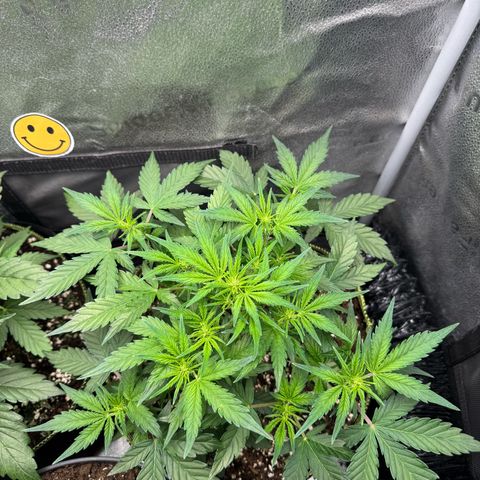 Wedding Cake Auto by Boston ❤️❤️🪴🌱 growlog timeline photo