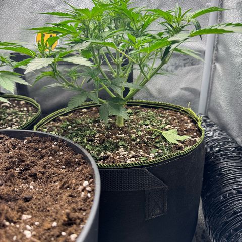 Wedding Cake Auto by Boston ❤️❤️🪴🌱 growlog timeline photo