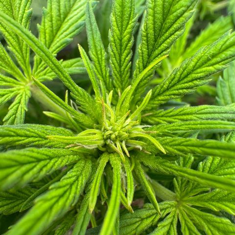 Wedding Cake Auto by Boston ❤️❤️🪴🌱 growlog timeline photo