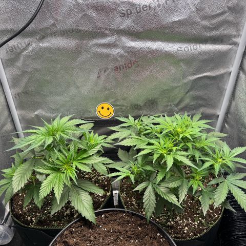 Wedding Cake Auto by Boston ❤️❤️🪴🌱 growlog timeline photo