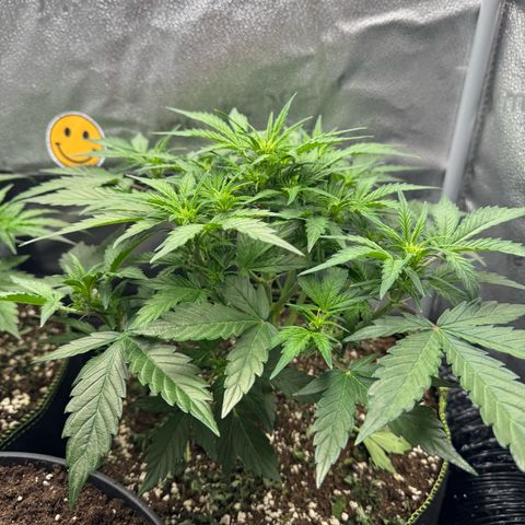 Wedding Cake Auto by Boston ❤️❤️🪴🌱 growlog timeline photo