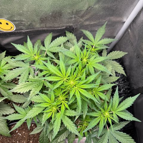 Wedding Cake Auto by Boston ❤️❤️🪴🌱 growlog timeline photo