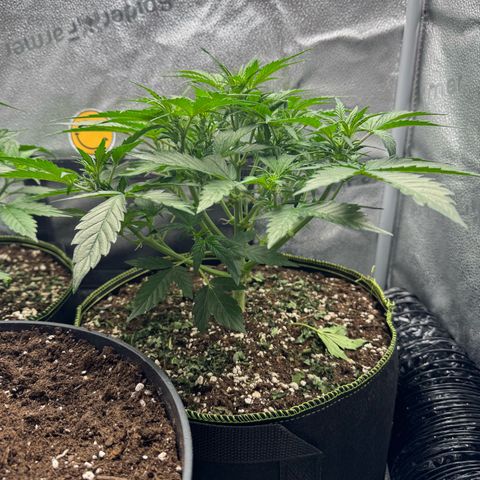 Wedding Cake Auto by Boston ❤️❤️🪴🌱 growlog timeline photo