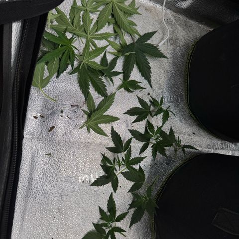 Wedding Cake Auto by Boston ❤️❤️🪴🌱 growlog timeline photo