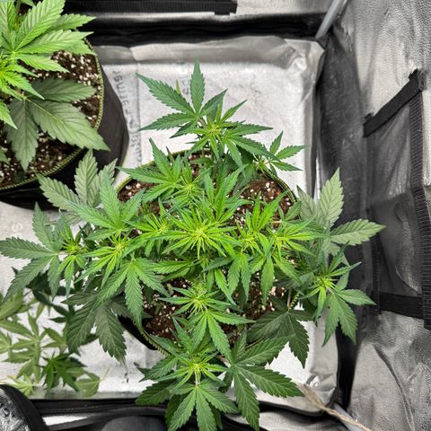 Wedding Cake Auto by Boston ❤️❤️🪴🌱 growlog timeline photo
