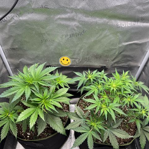 Wedding Cake Auto by Boston ❤️❤️🪴🌱 growlog timeline photo