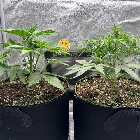 Wedding Cake Auto by Boston ❤️❤️🪴🌱 growlog timeline photo
